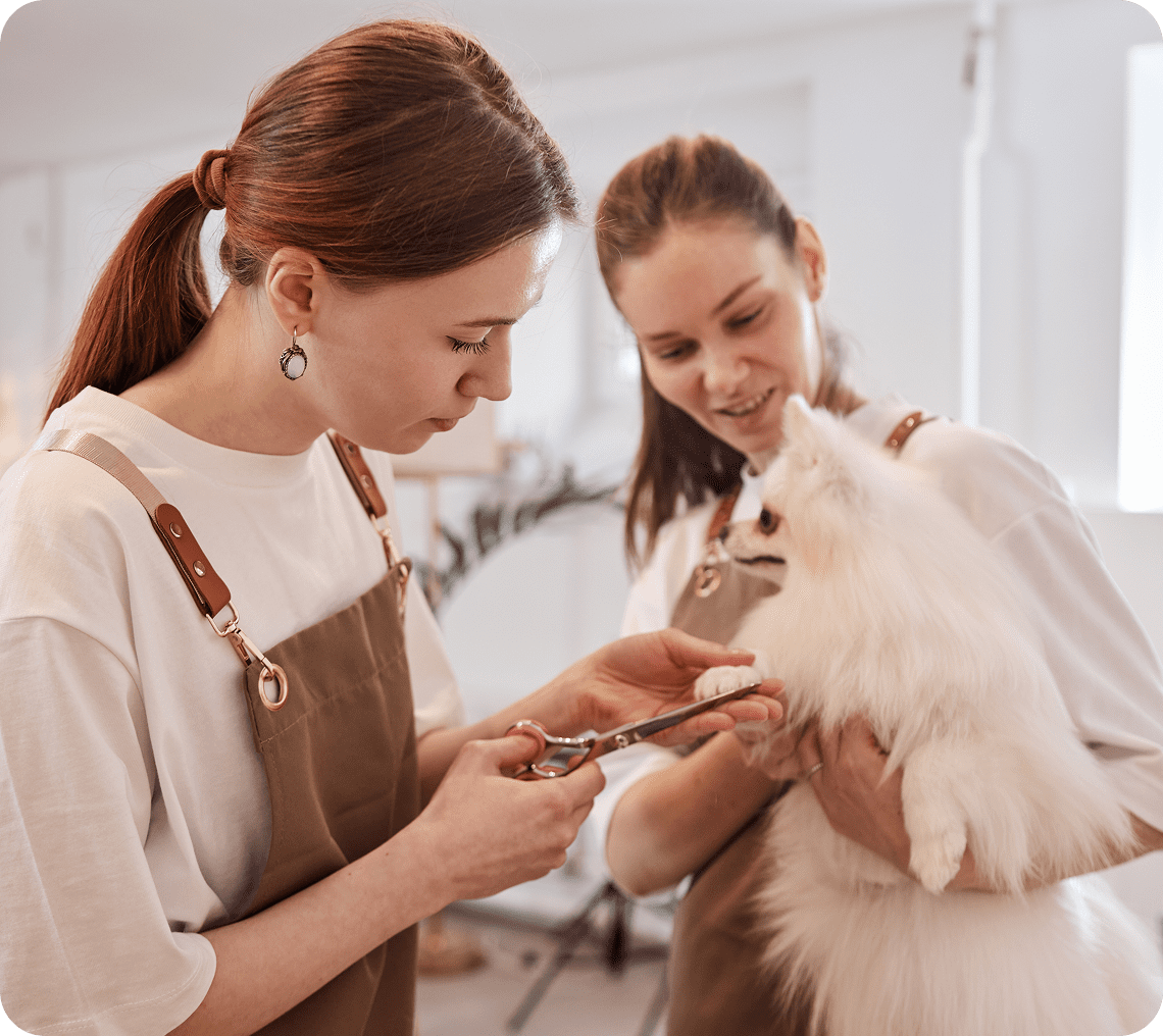 Pet grooming session