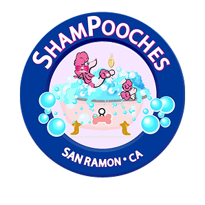 Pink poodle in a bathtub