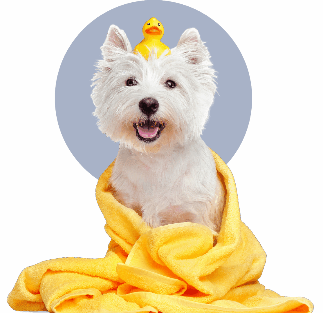 Dog wrapped in yellow towel with duck