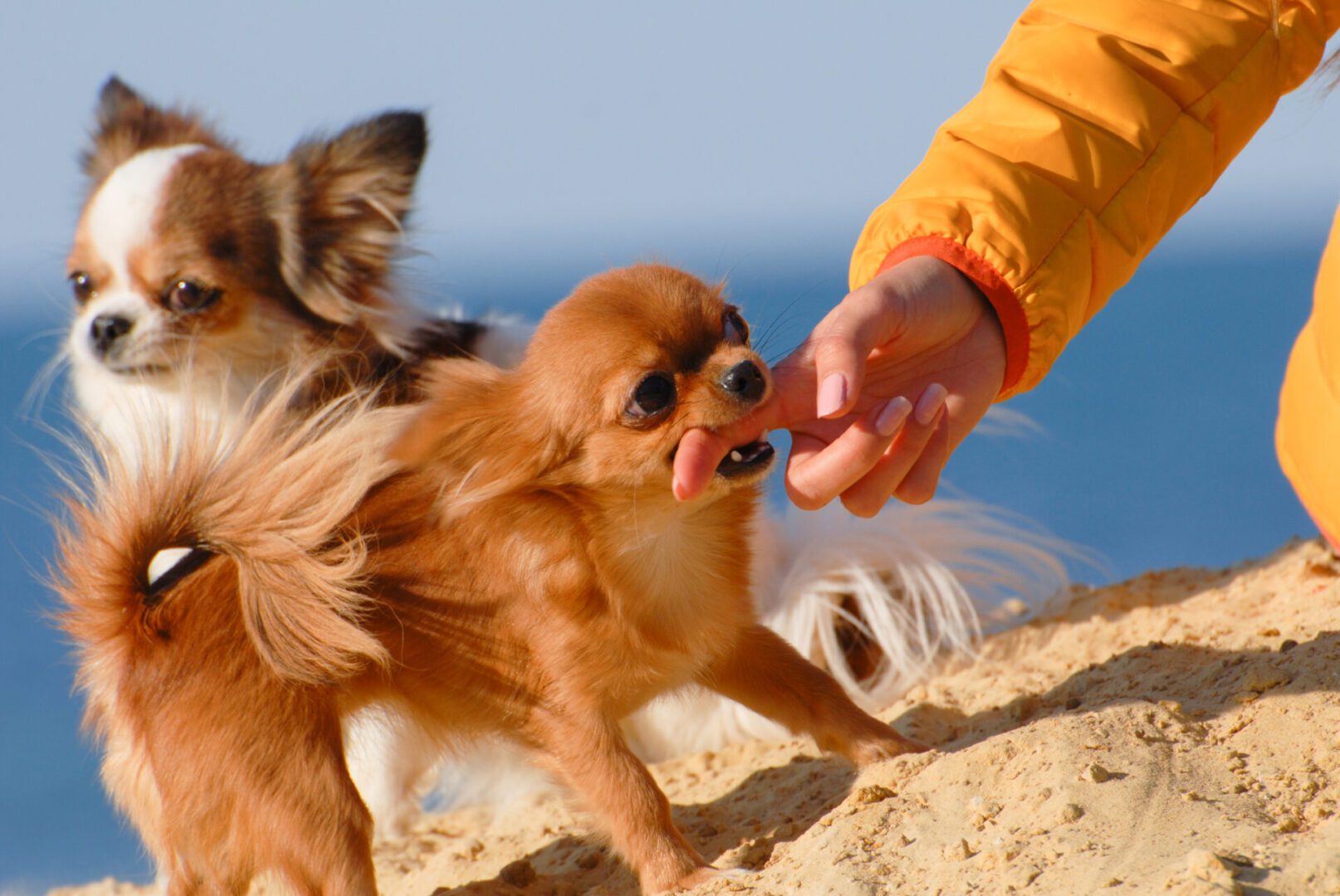 funny angry little dogs chihuahua biting her female owner girl finger on yellow sand