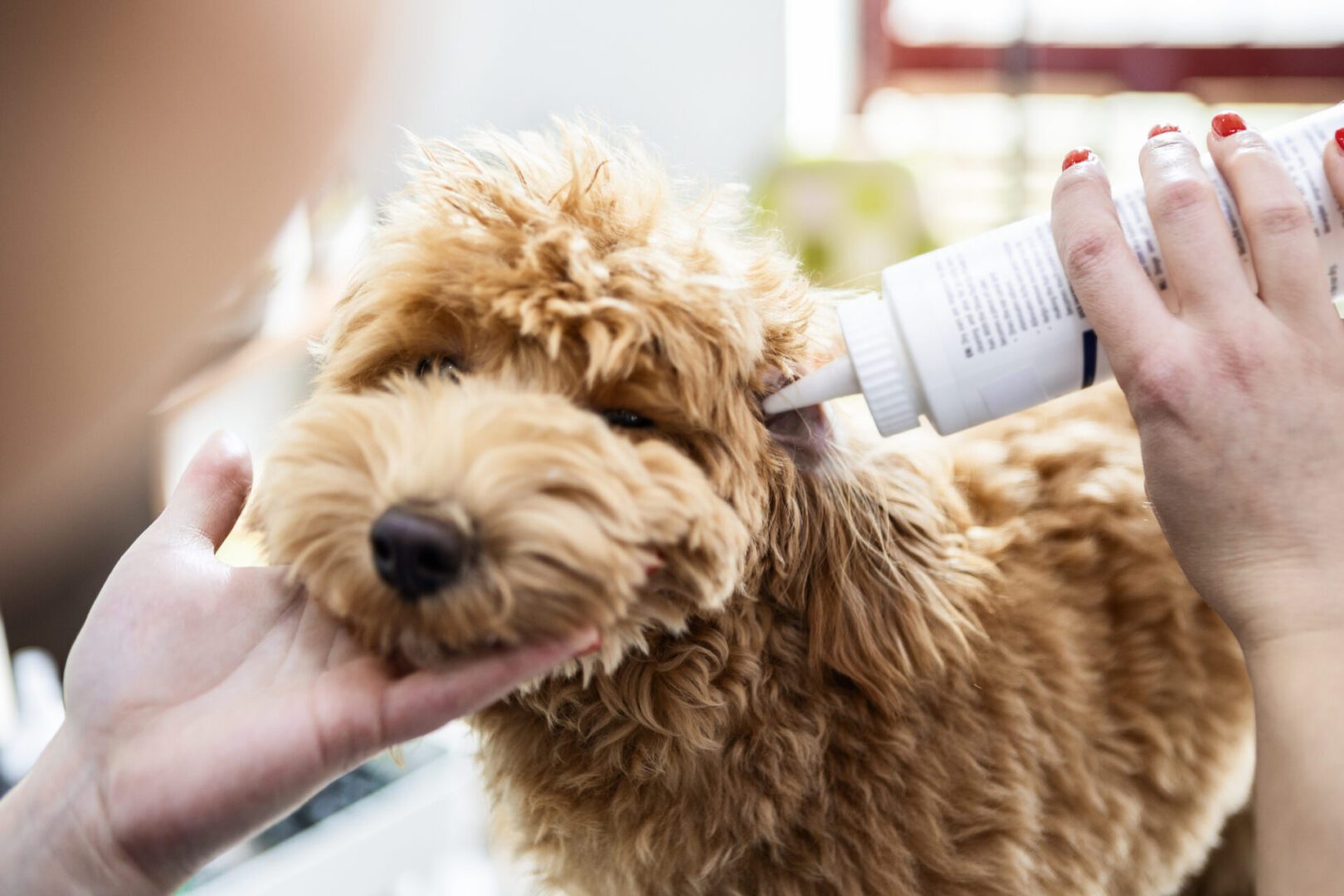 Dog groomer cleaning dog's ears in grooming salon cleaning ears