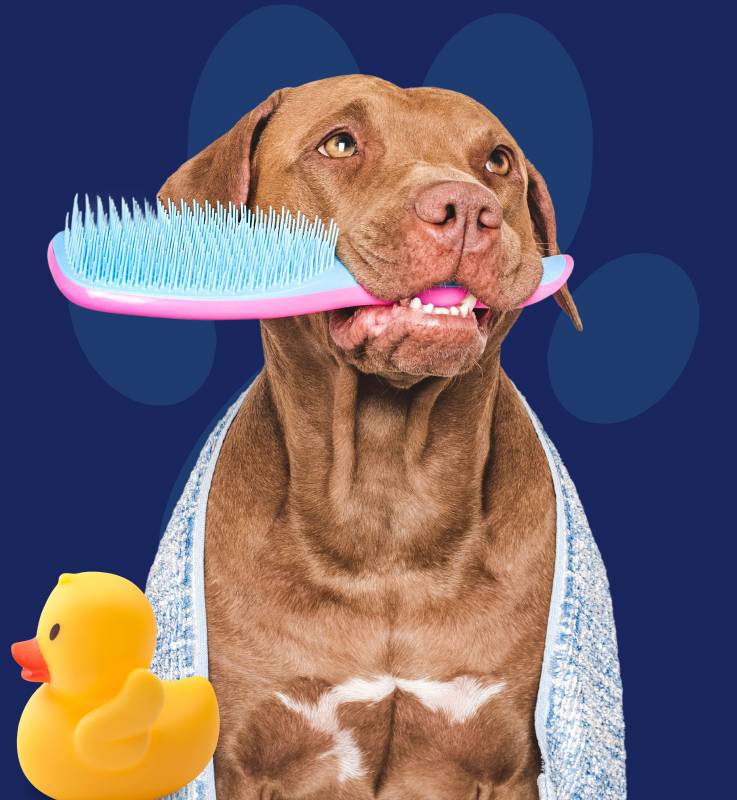 Brown dog ready for bath time