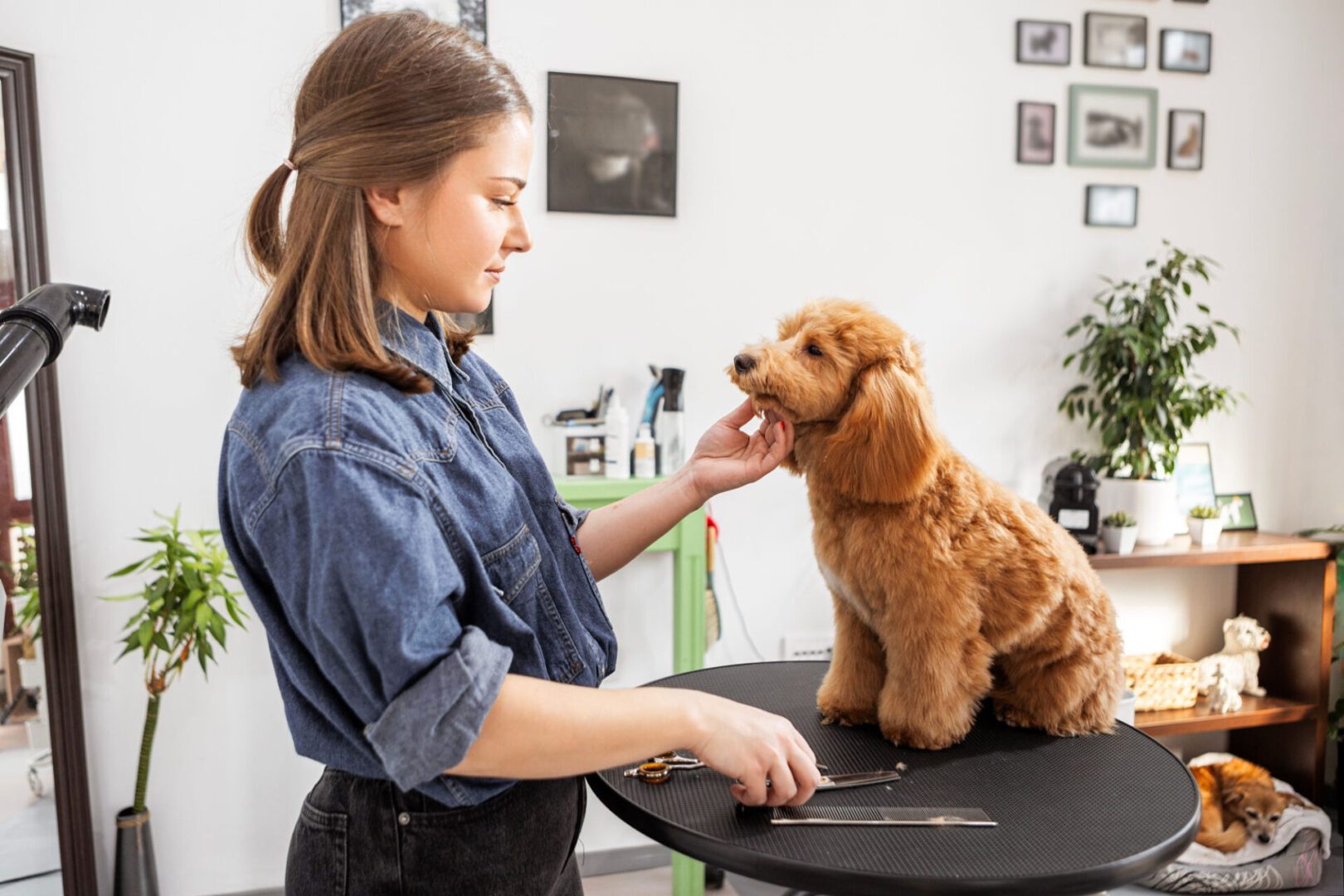 Pet groomer styling a dog