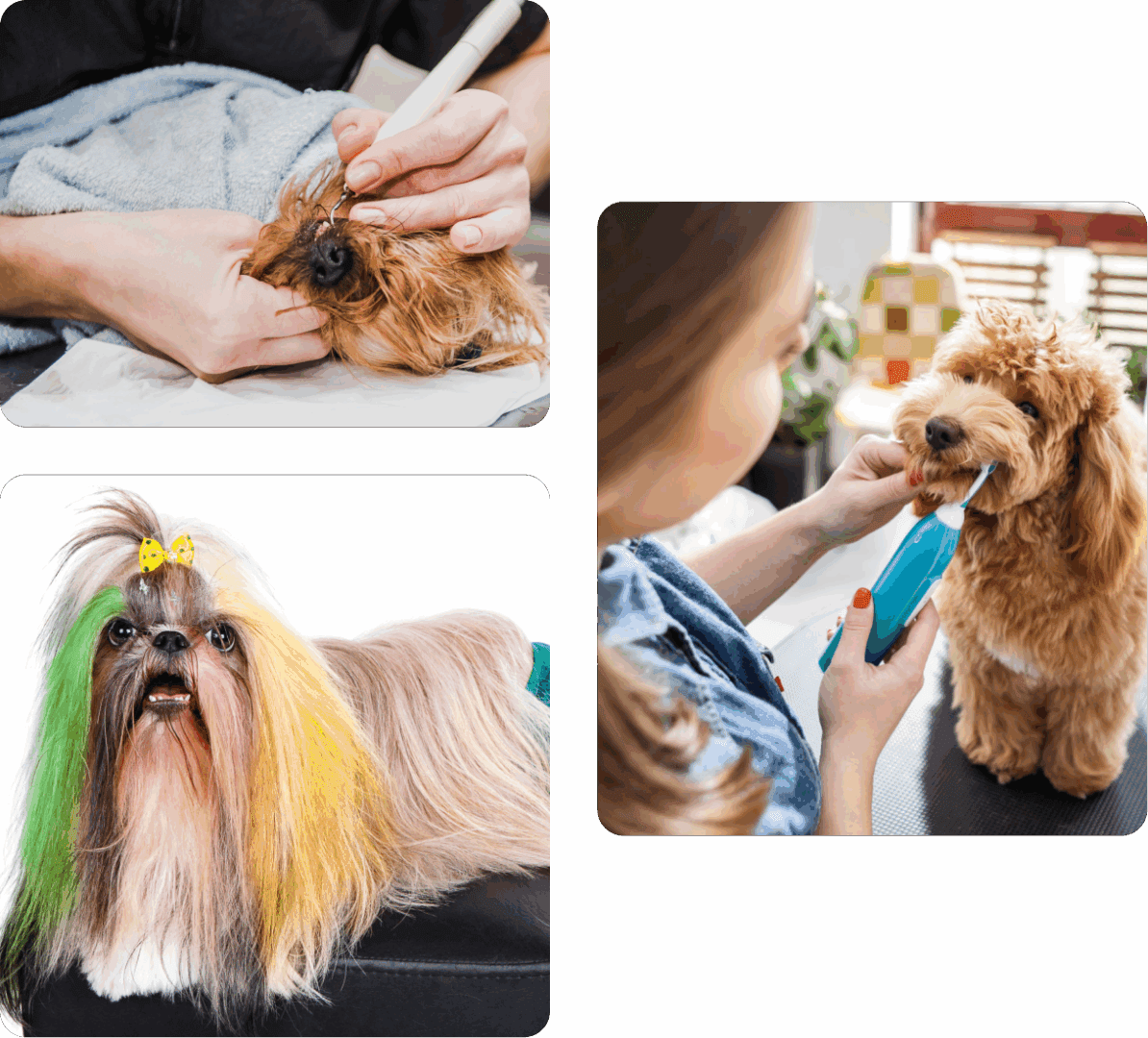 Dog teeth cleaning session