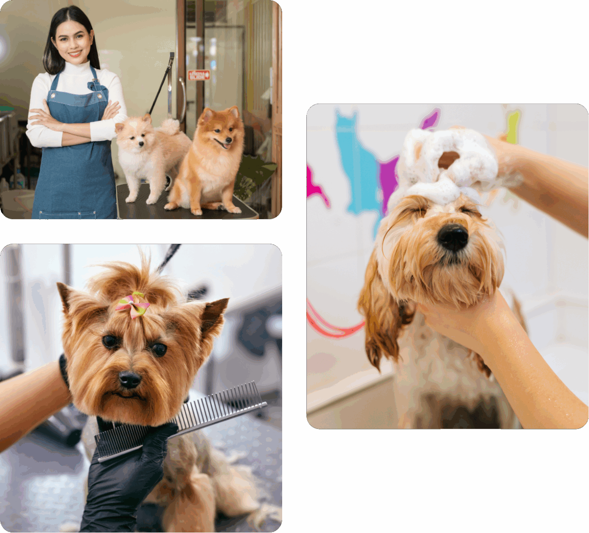 Dog grooming salon with groomer