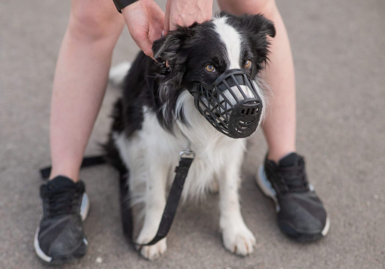 Woman walks 2 dogs. Close-up of female legs, border collie and bull terrier in muzzles and on leashes on a walk outdoors